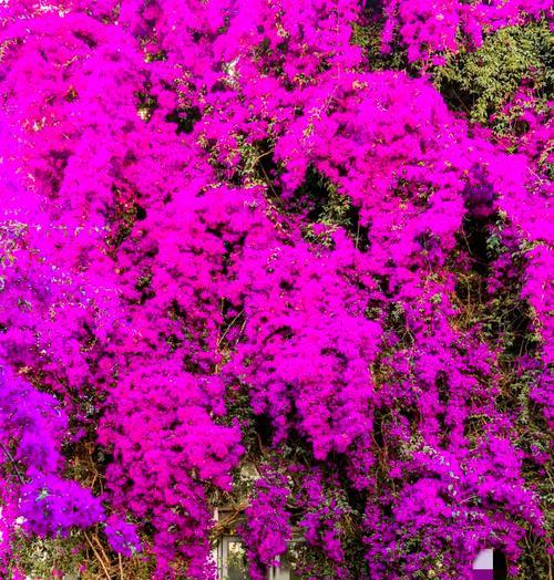 三角梅成熟季节是什么时候？为什么它会在那个季节成熟？