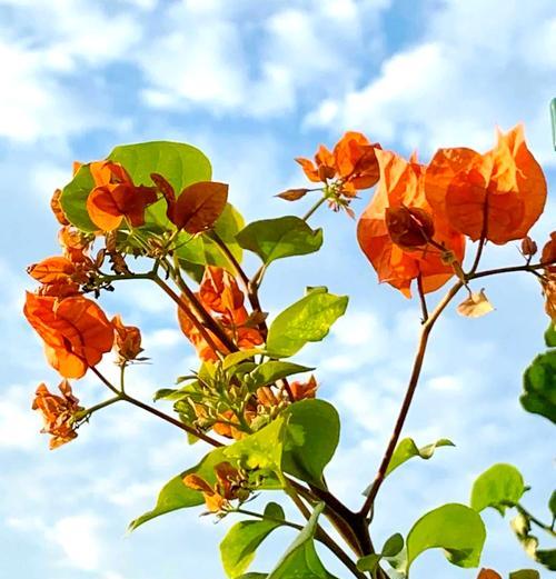 三角梅成熟季节是什么时候？为什么它会在那个季节成熟？