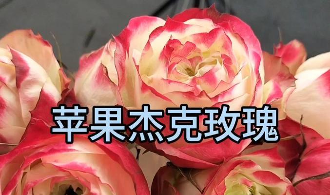 苹果花的象征花语是什么？它代表了哪些意义？