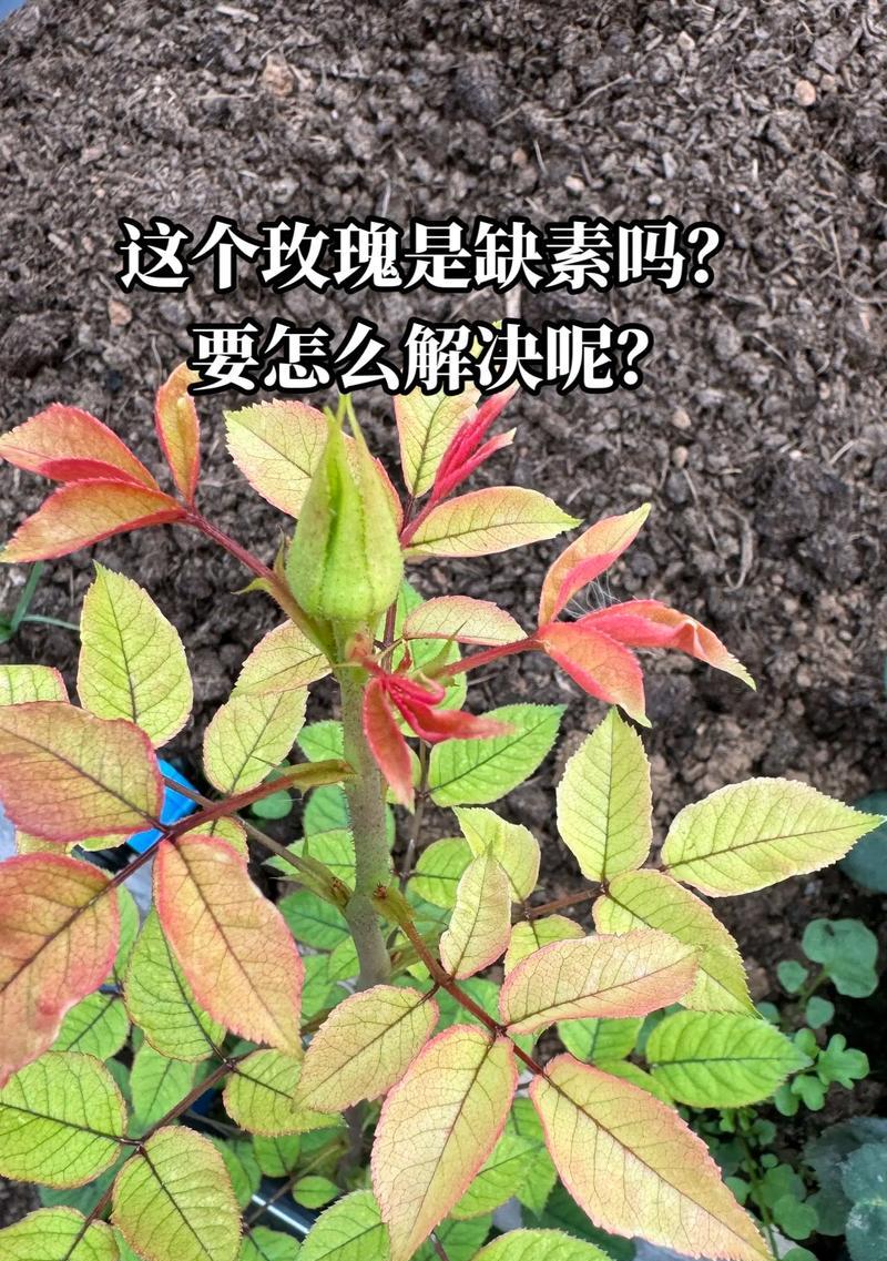 玫瑰枝条如何快速生根？有哪些技巧？