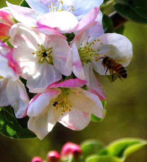 苹果花的象征花语是什么？它代表了哪些意义？
