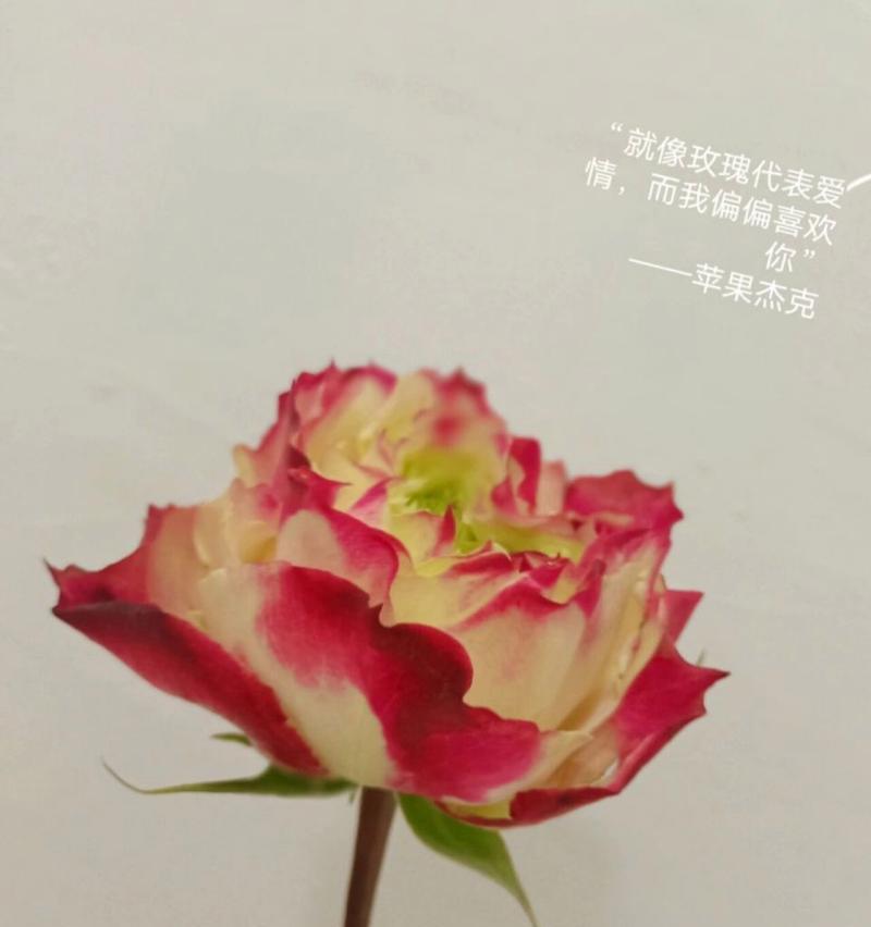 苹果花的象征花语是什么？它代表了哪些意义？