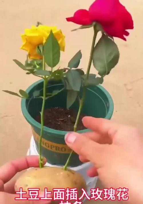 玫瑰枝条如何快速生根？有哪些技巧？