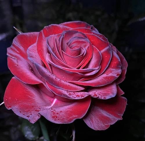 四条玫瑰的花语是什么？它传递了怎样的爱意？