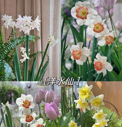 秋冬季节适合种植哪些花卉？如何照料？