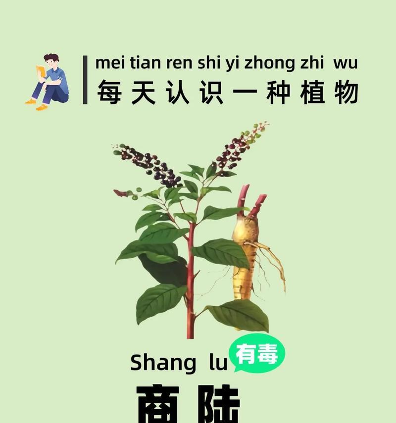 黄英植物的特点和养护方法是什么？