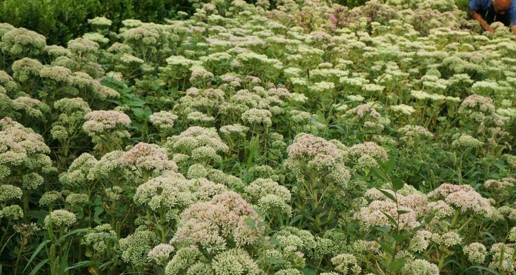 黄英植物的特点和养护方法是什么？