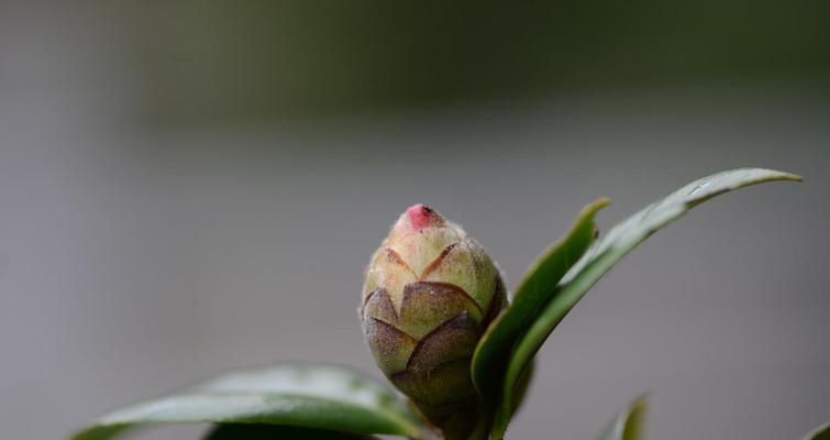 茶花疏蕾的最佳时机是什么时候？