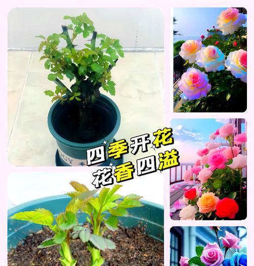 玫瑰花土壤怎么配制的呢为什么？需要哪些材料？