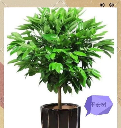 平安树冬季的养护技巧有哪些？怎样确保平安树安全过冬？