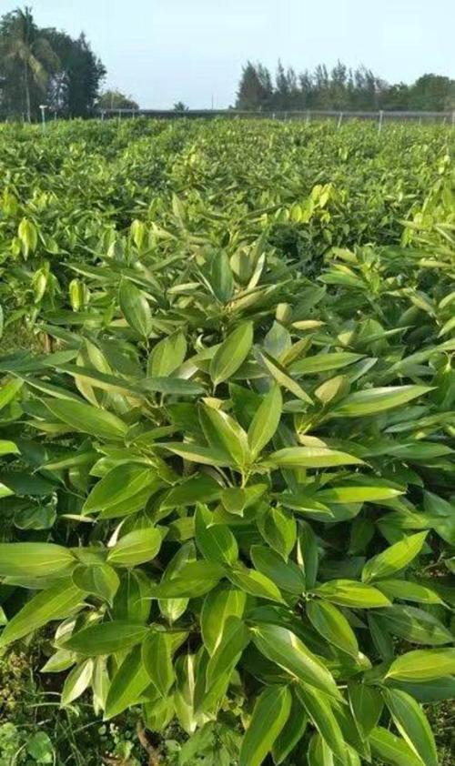 平安树冬季的养护技巧有哪些？怎样确保平安树安全过冬？