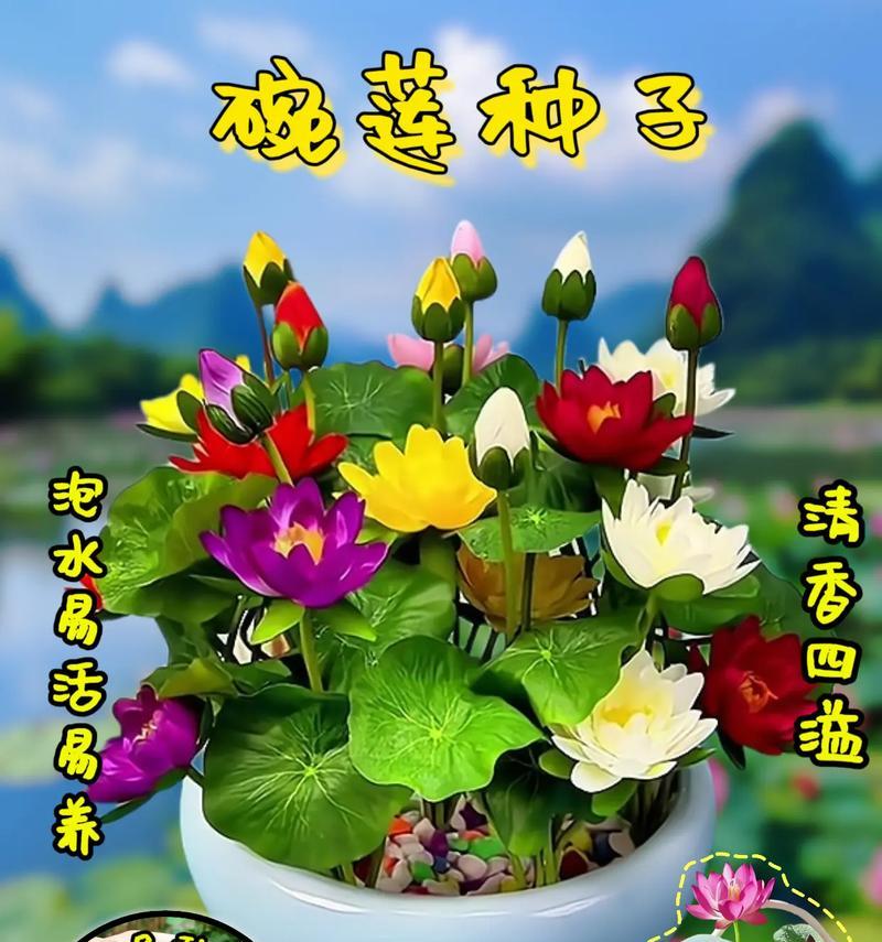 碗莲施肥的最佳时机是什么时候？如何正确施肥？