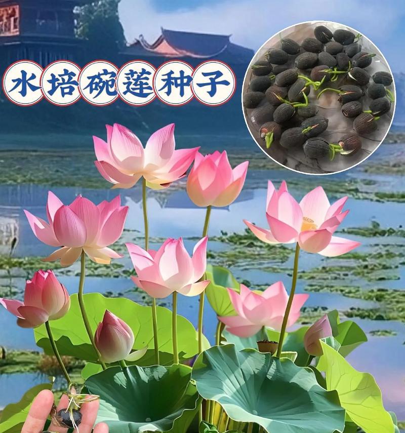 碗莲施肥的最佳时机是什么时候？如何正确施肥？