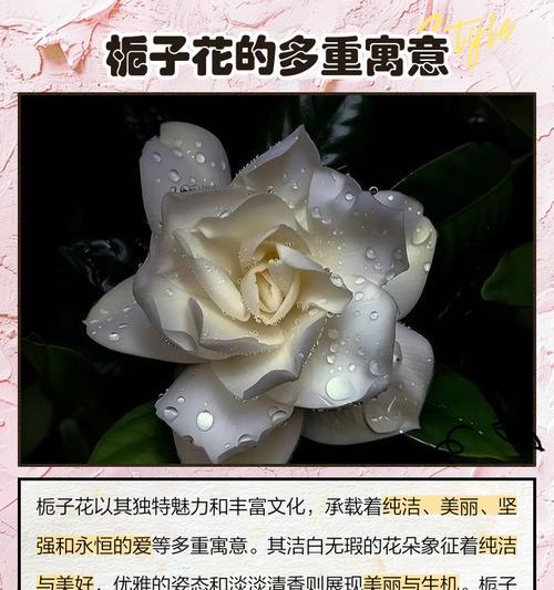 栀子花的寓意和花语精神是什么？它传递了哪些信息？