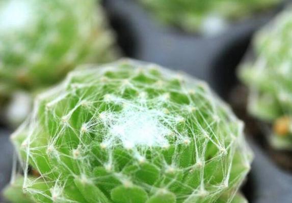 大红卷绢繁殖技巧有哪些？如何快速繁殖？