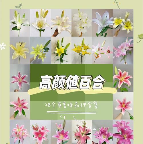 11只百合代表什么含义？花语有哪些特别之处？