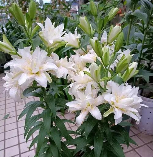 盆栽百合花开后如何管理？水肥管理有哪些要点？