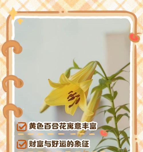 11只百合代表什么含义？花语有哪些特别之处？