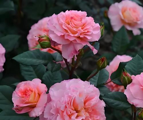 新疆的市花有哪些？它们各自有什么特点？