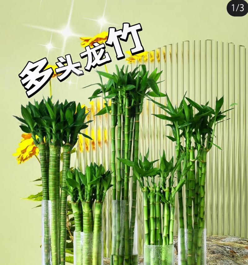 多头竹的养殖技巧有哪些？如何促进其多头生长？