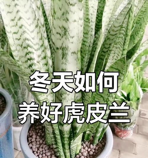 虎皮掌的养殖好处是什么？如何正确养殖？