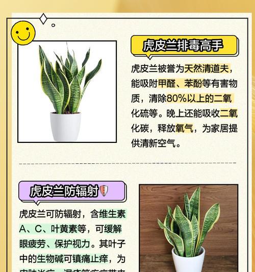 虎皮掌的养殖好处是什么？如何正确养殖？