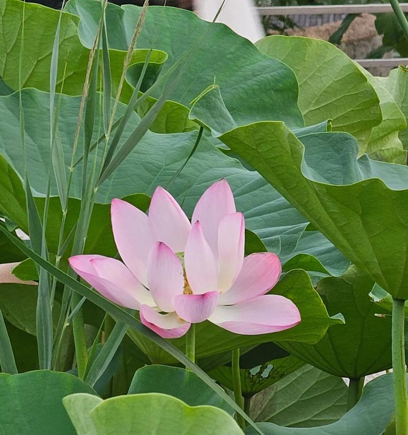 美丽的荷花花语是什么？它有何寓意？