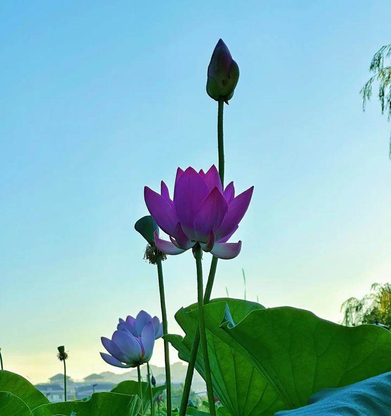 美丽的荷花花语是什么？它有何寓意？