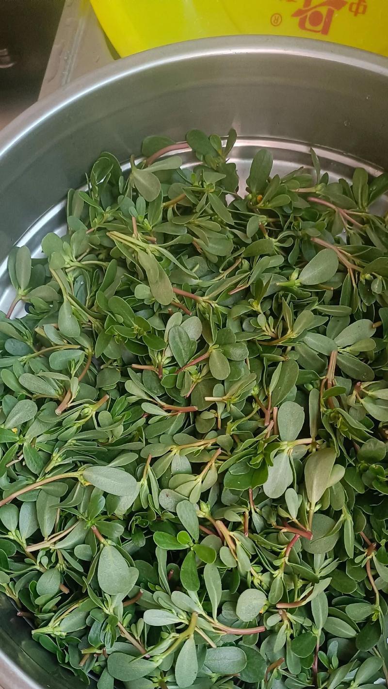马齿苋什么时间开花？如何促进马齿苋开花？