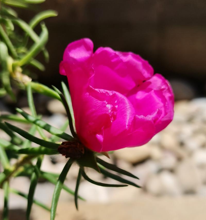 马齿苋什么时间开花？如何促进马齿苋开花？