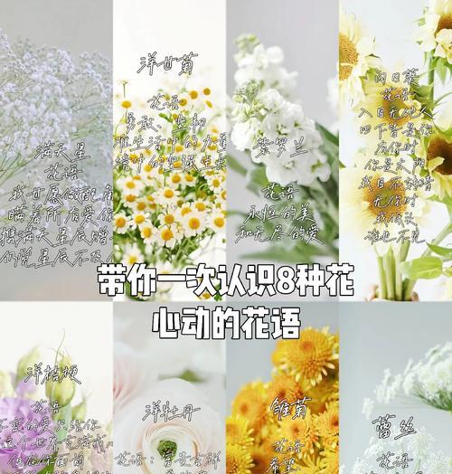 哪种花的花语代表独立？独立的花语如何表达？