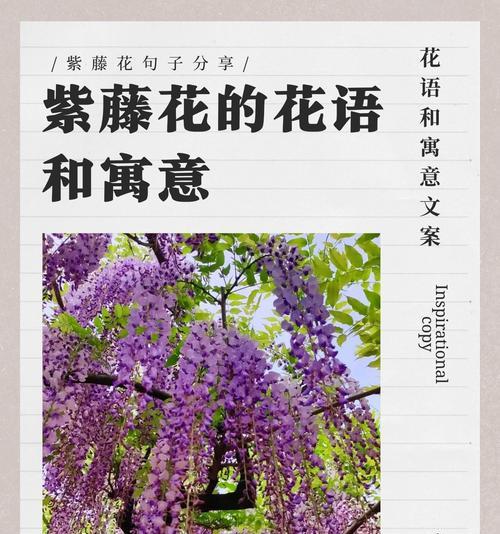 哪种花的花语代表独立？独立的花语如何表达？