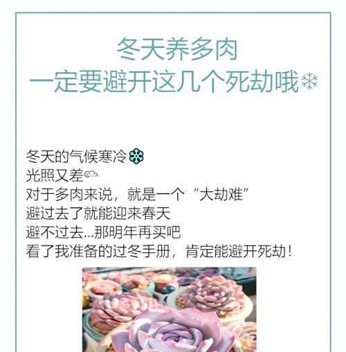 冬天多肉植物防冻的方法有哪些？如何确保多肉植物安全越冬？