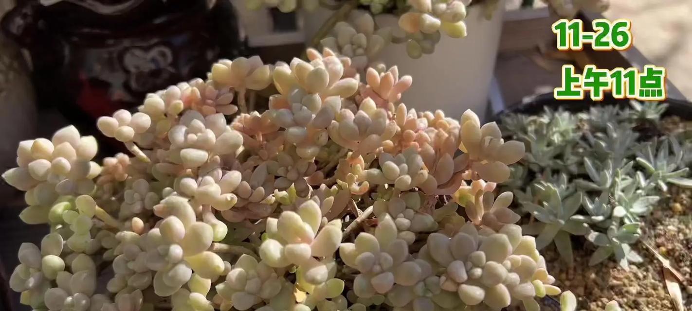 冬天多肉植物防冻的方法有哪些？如何确保多肉植物安全越冬？