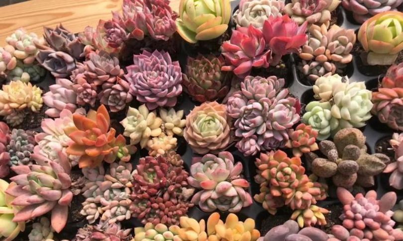 冬天多肉植物防冻的方法有哪些？如何确保多肉植物安全越冬？