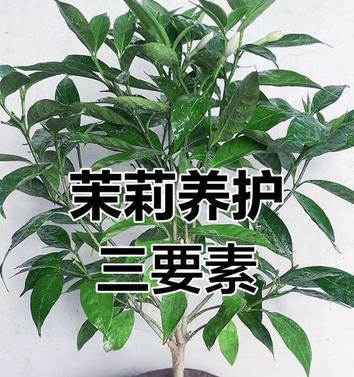 茉莉适合什么土质？茉莉花种植的土壤选择技巧有哪些？