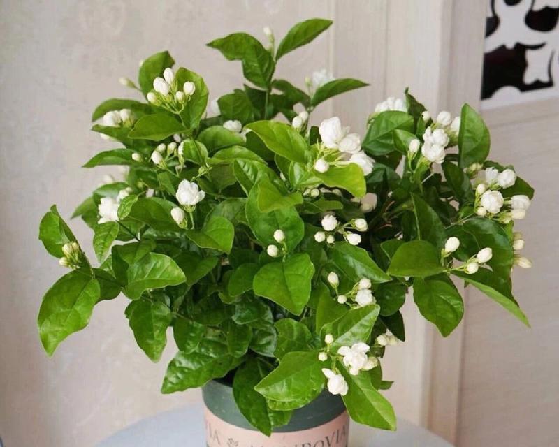 茉莉适合什么土质？茉莉花种植的土壤选择技巧有哪些？