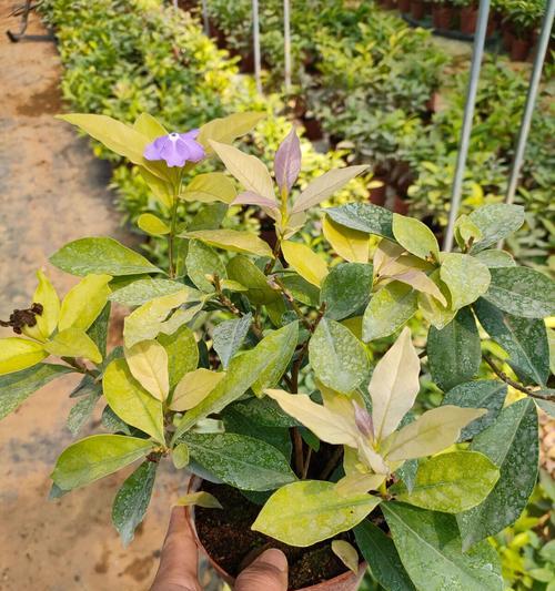 茉莉适合什么土质？茉莉花种植的土壤选择技巧有哪些？