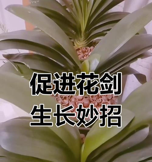 君子兰开花后如何处理？有哪些注意事项？