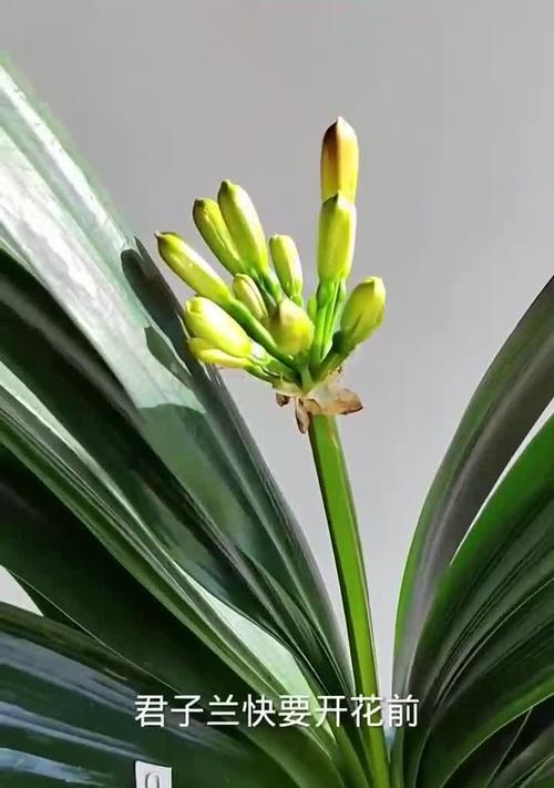 君子兰开花后如何处理？有哪些注意事项？