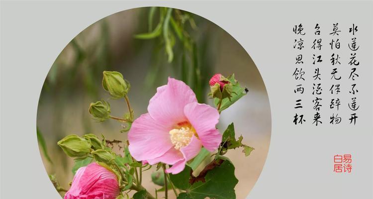 什么花的花语是神秘？神秘的花语是什么？