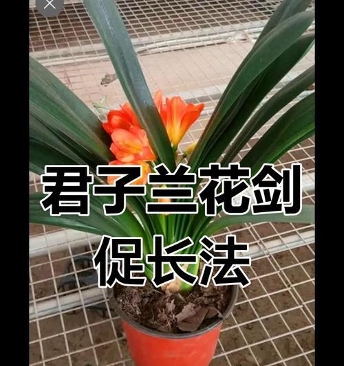 君子兰开花后如何处理？有哪些注意事项？