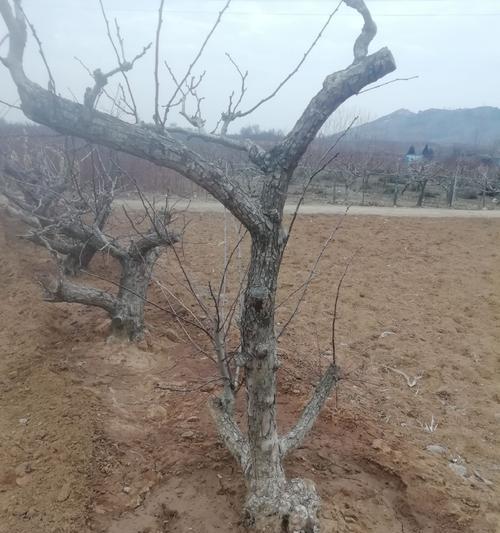 野山楂树盆景老桩是否带刺？