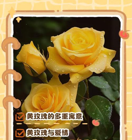 送多少朵玫瑰花代表什么意义？