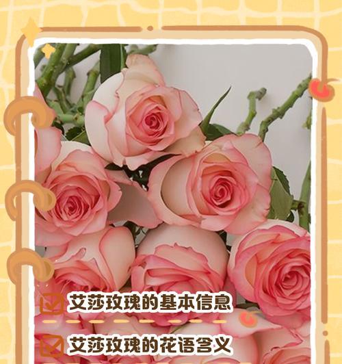 粉色玫瑰花的花语是什么？
