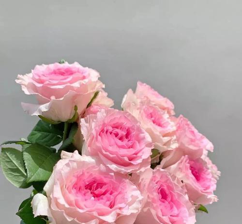 粉色玫瑰花的花语是什么？