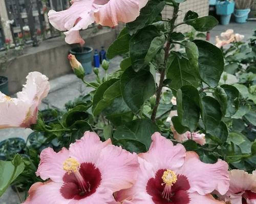 扶桑花冬季养护技巧是什么？怎样安全过冬？