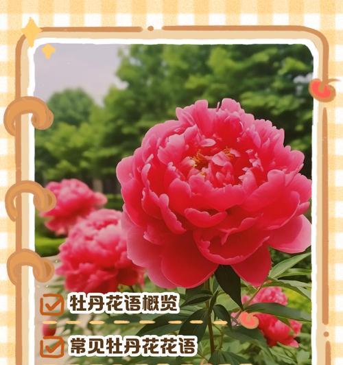 超实用的花语是什么花？哪种花的花语最实用？