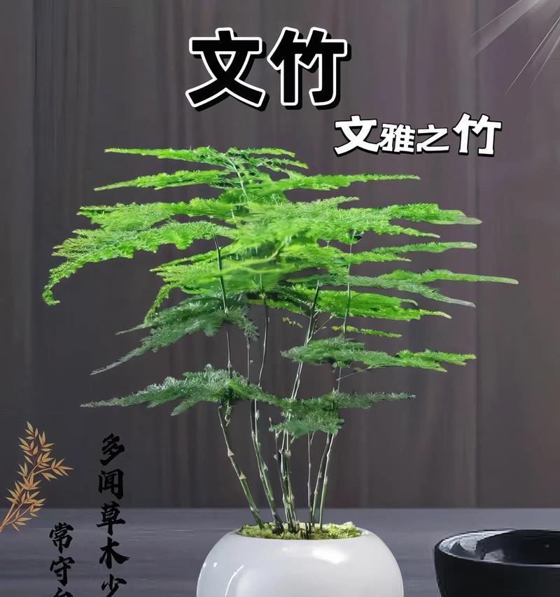文竹的养殖技巧是什么？如何保持其优雅的姿态？