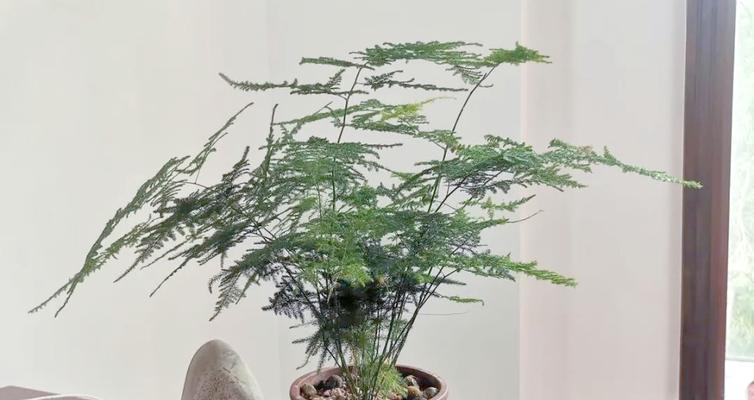文竹的养殖技巧是什么？如何保持其优雅的姿态？
